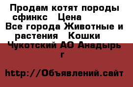 Продам котят породы сфинкс › Цена ­ 4 000 - Все города Животные и растения » Кошки   . Чукотский АО,Анадырь г.